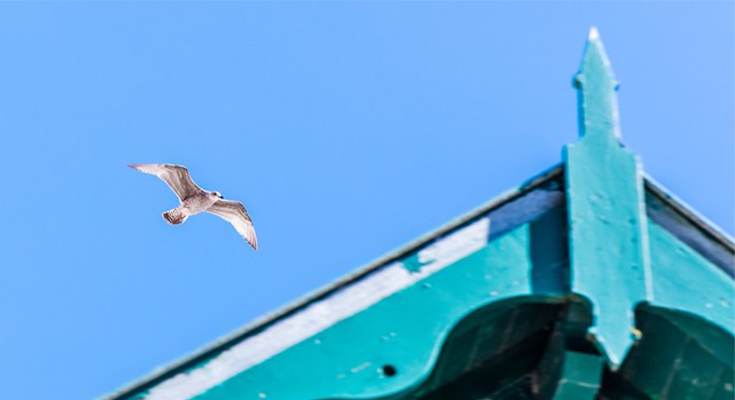 mouette en plein vol